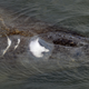 A manatee rising to the surface near Tampa Electric Company Manatee Viewing Center on Tuesday. Photo: Chris O’Meara/AP